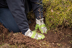 BMW BERLIN-MARATHON: Planting a tree as part of the forest protection program together with the WWF © SCC EVENTS